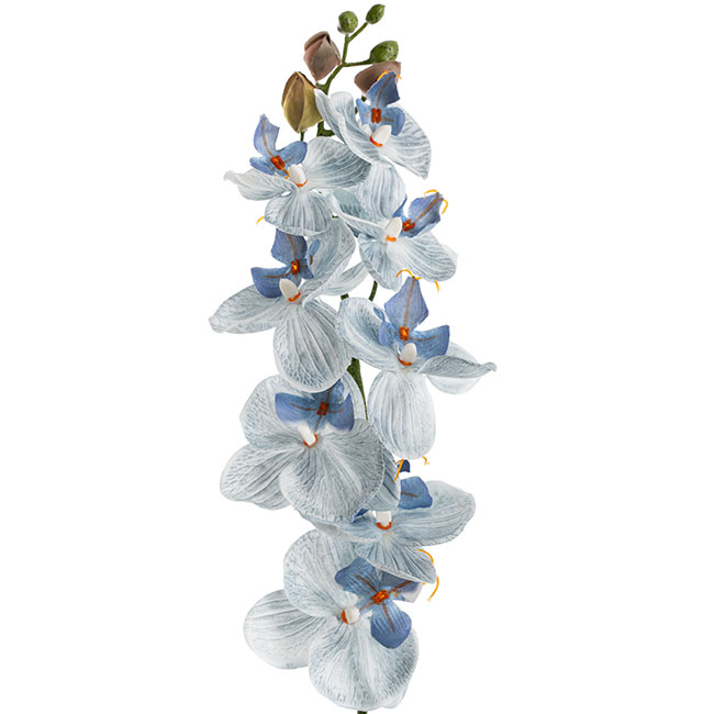 Phalaenopsis Orchid Real Look 8 Flowers White Blue (78cmH)