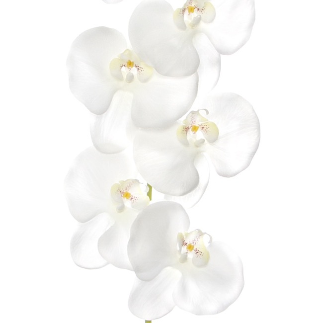 Phalaenopsis Orchid Real Touch 11 flowers White (126cmH)