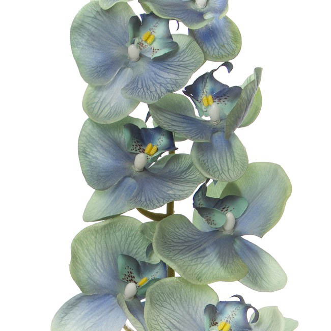 Phalaenopsis Orchid Real Touch 8 Flowers Blue (97cmH)