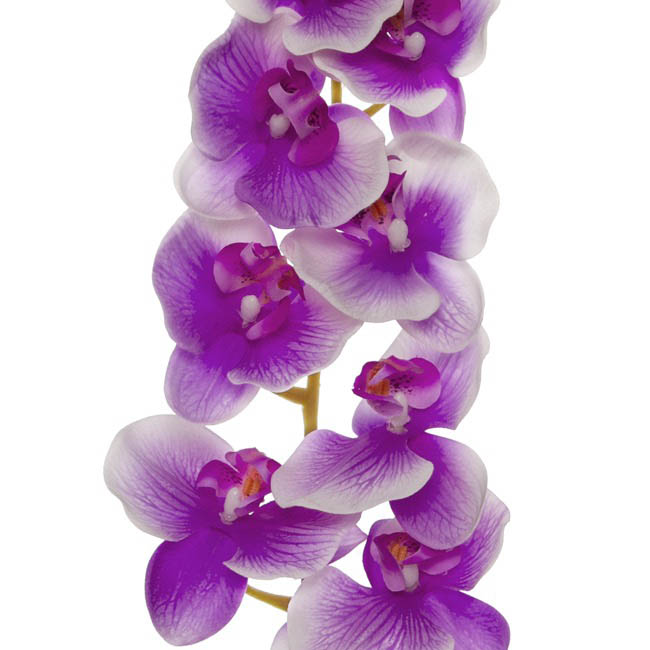 Phalaenopsis Orchid Real Touch 8 Flowers White Purple 97cmH
