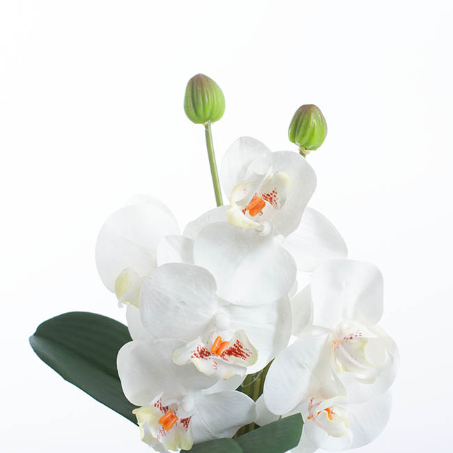Phalaenopsis Orchid Bunch Real Touch 5 Flowers White (29cmH)