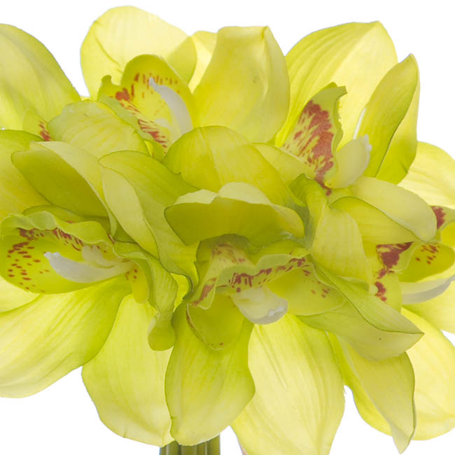 Cymbidium Orchid Bouquet Real Touch 6 Flowers Green (25cmH)