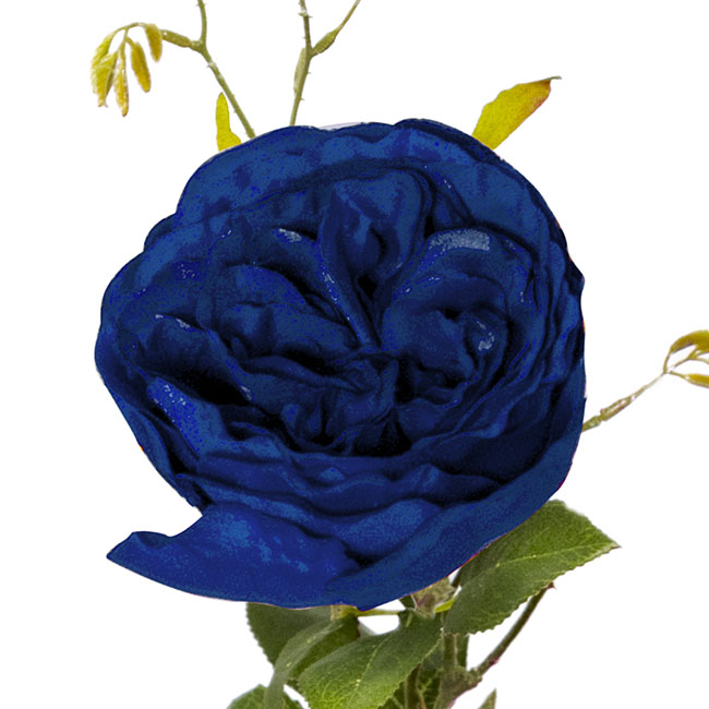 English Rose Spray Deep Blue (76cmH)