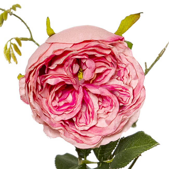 English Rose Spray Pink (76cmH)