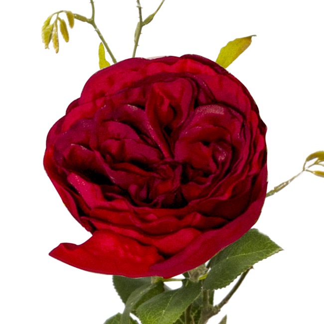 English Rose Spray Red (76cmH)