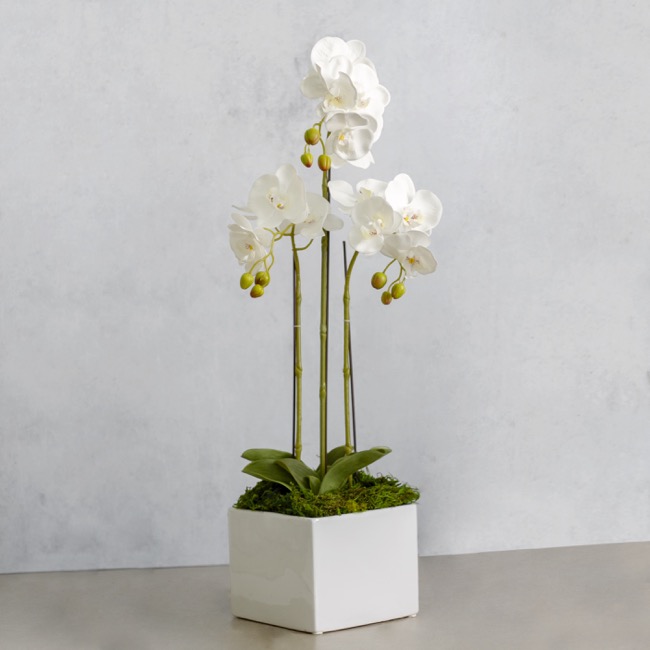 Phalaenopsis Orchid Potted Real Touch 17 Flowers White(75cm)