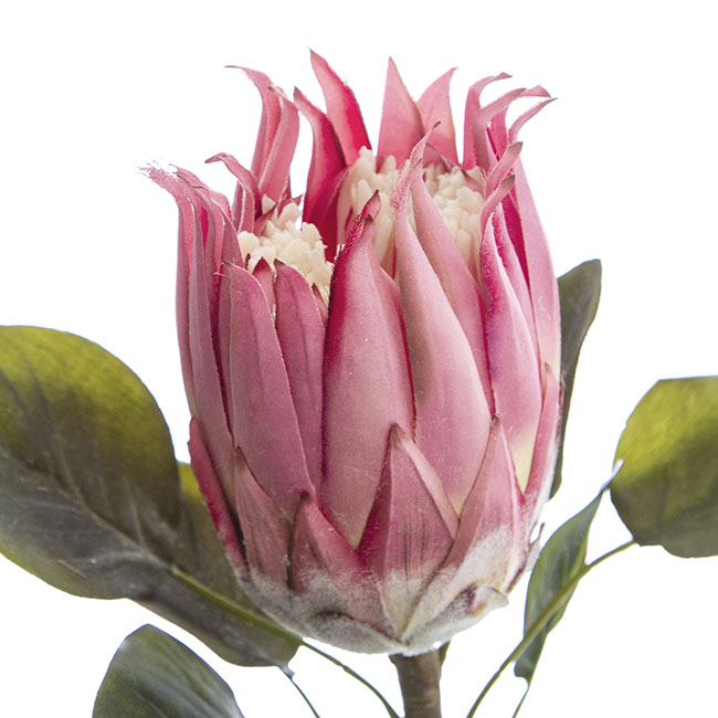 Native Queen Protea Dusty Pink (62cmH)