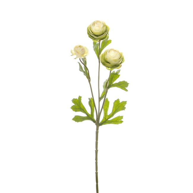 Petite Ranunculus Spray Cream Green (42cmH)