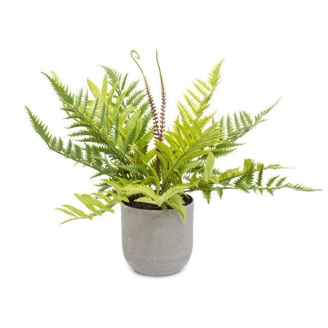 Potted Fern Green (36cm)