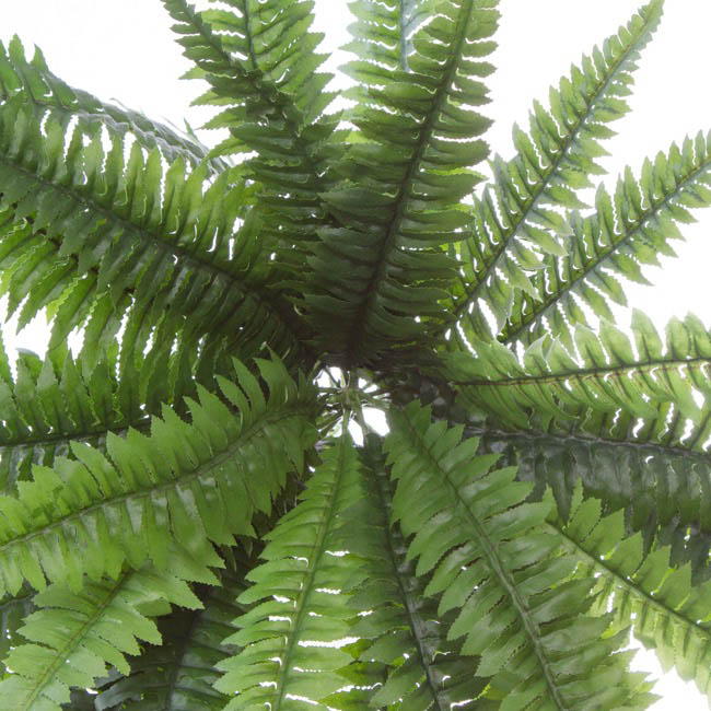 Hanging Plants Boston Fern Bush Green (50cmD)
