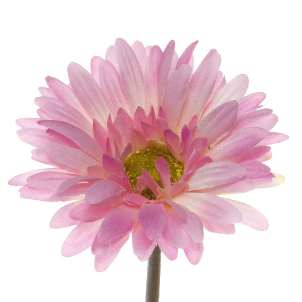 Gerbera Aztec Pink (10cmDx54cmH)