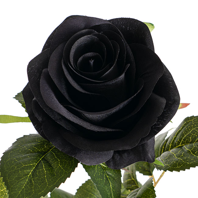 Valentina Silk Open Rose Black (65cmH)