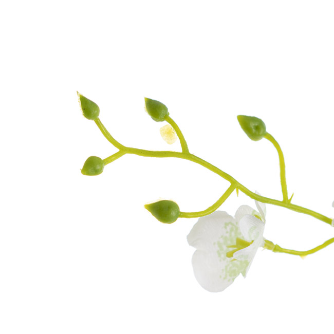 Dancing Lady Orchid White (89cmH)