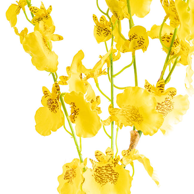 Dancing Lady Orchid Yellow (89cmH)