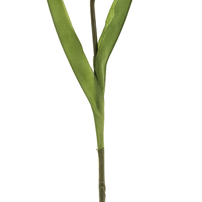 Gladiolus x 8 Head Long Stem Red (93cmH)