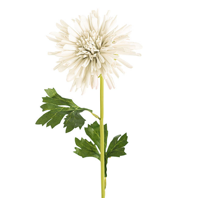 Chrysanthemum Symphony Stem White (12cmDx65cmH)