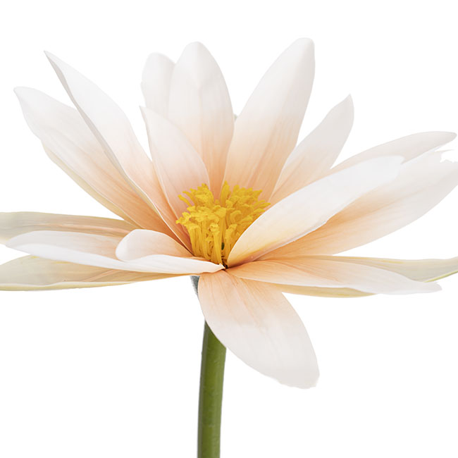 Lotus Full Bloom Flower Peach (23cmDx80cmH)