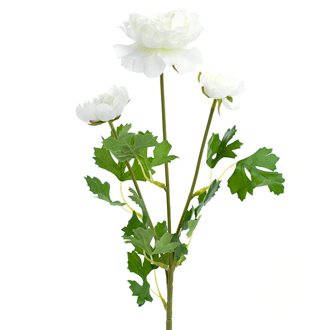 Helena Ranunculus Spray White (61cmH)
