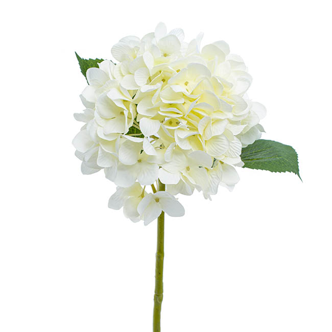 Ellen Hydrangea White (67cmH)