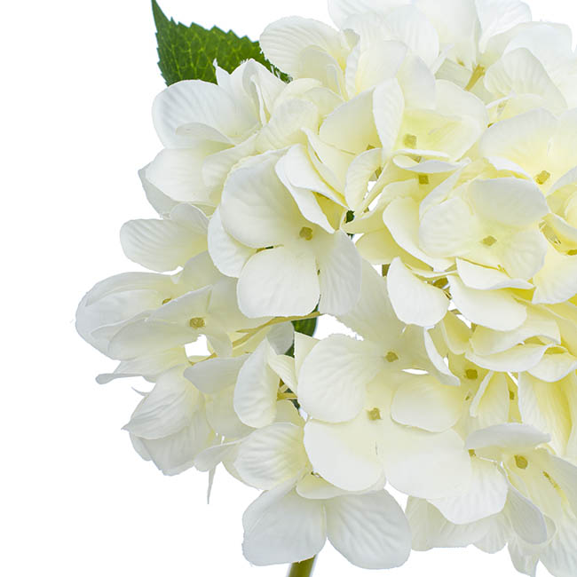 Ellen Hydrangea White (67cmH)