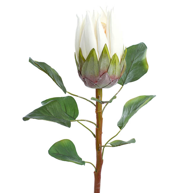 Native Protea White (68cmH)