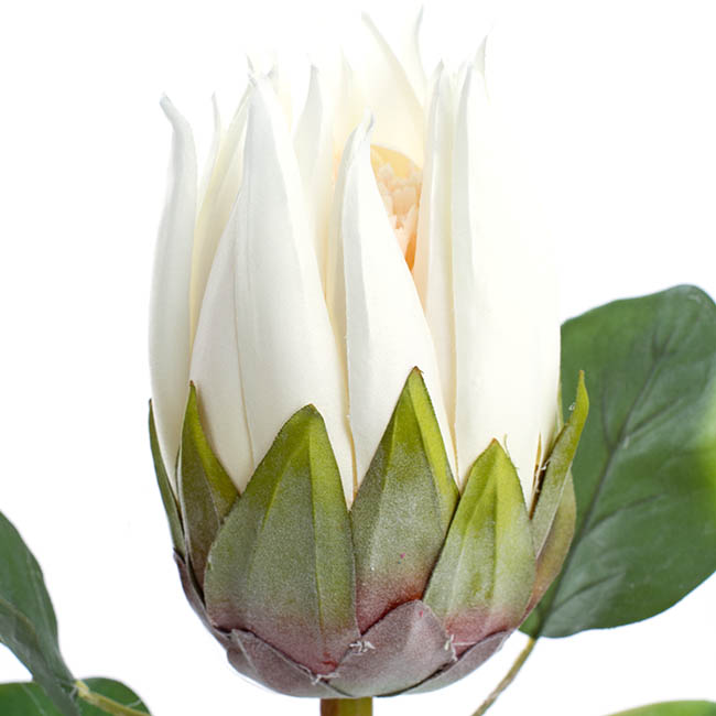 Native Protea White (68cmH)