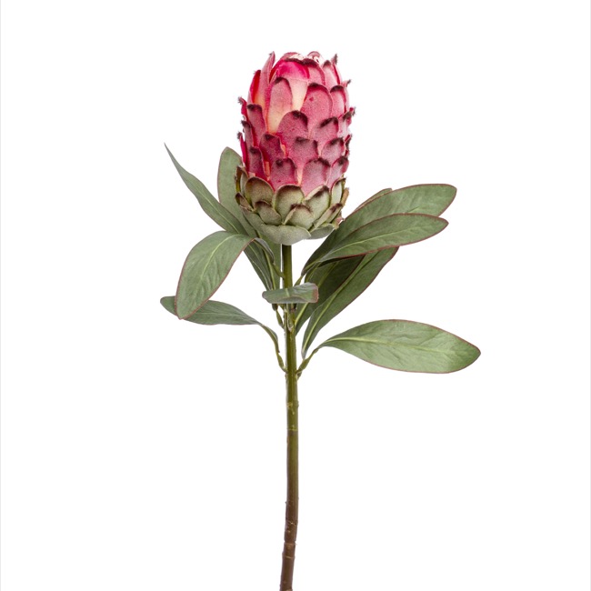 Native Protea Pink (66cmH)
