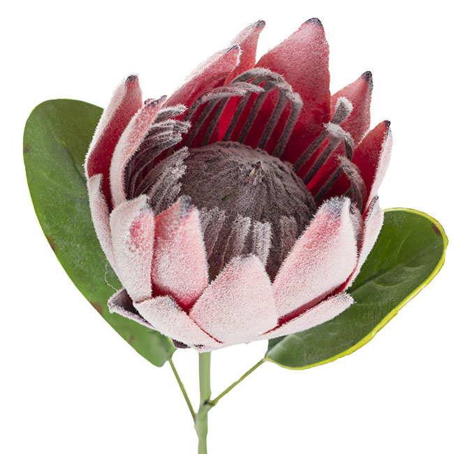 Protea Robyn Stem Soft Pink (12cmDx42cmH)