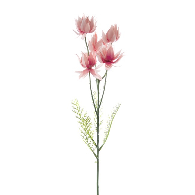 Native Protea Blushing Bride Pink (60cmH)