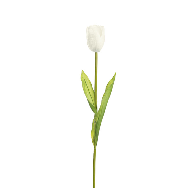 Tulip Single Stem White (58cmH)