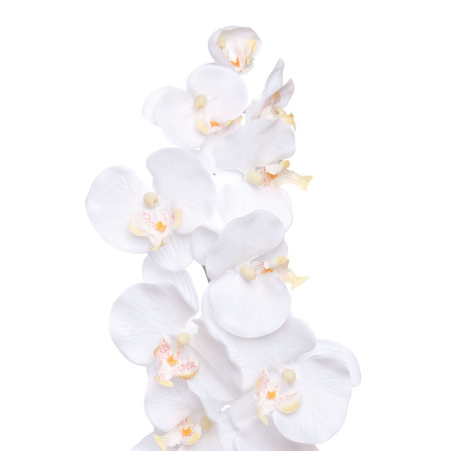 Phalaenopsis Orchid White (90cmH)