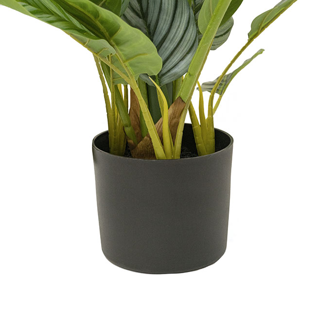 Real Touch Arrowroot Potted Plant Green (75cmH)