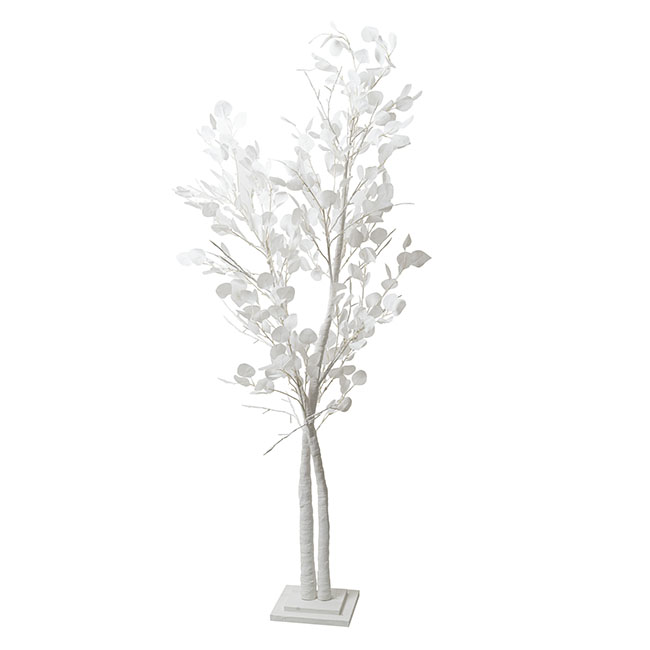 LED Dollar Gum Eucalyptus Tree White (50cmDx180cmH)