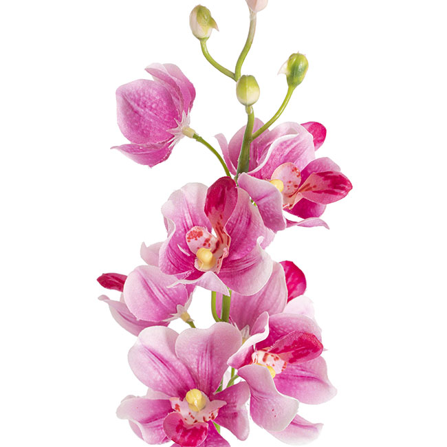 Mokara Orchid Spray Hot Pink (49cmH)