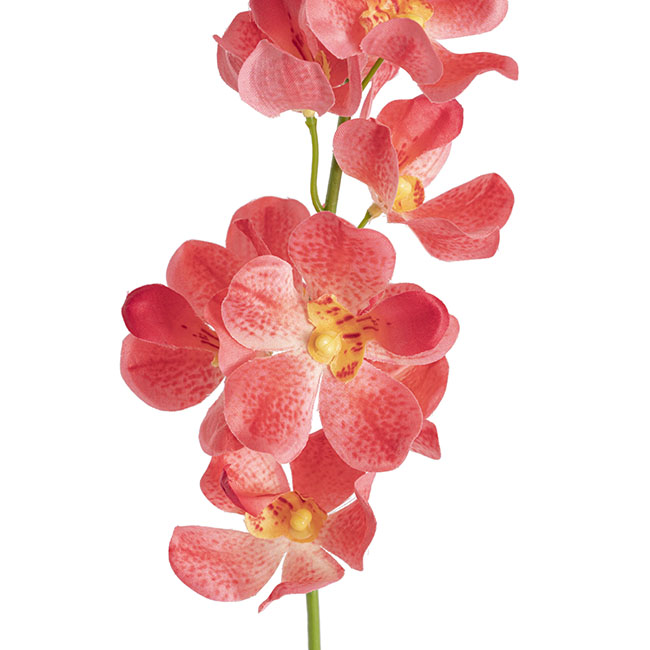 Mokara Orchid Spray Peach (49cmH)