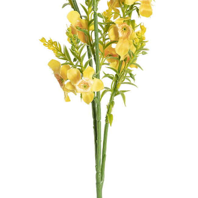 Catmint Spray Yellow (75cmH)