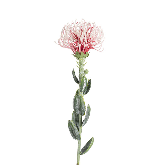 Native Leucospermum Soft Pink (61cmH)