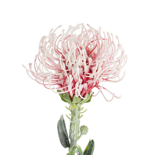 Native Leucospermum Soft Pink (61cmH)