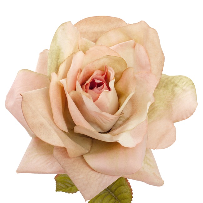 Ecuador Premium Rose Blush Pink (85cmH)