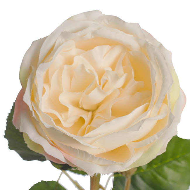 Grace Garden Rose Stem Dusty Cream (76cmH)
