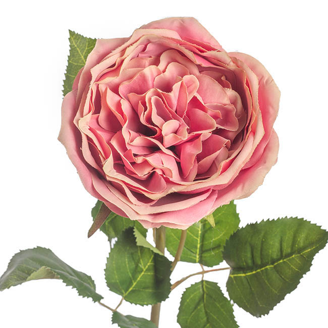 Grace Garden Rose Stem Dusty Pink (76cmH)