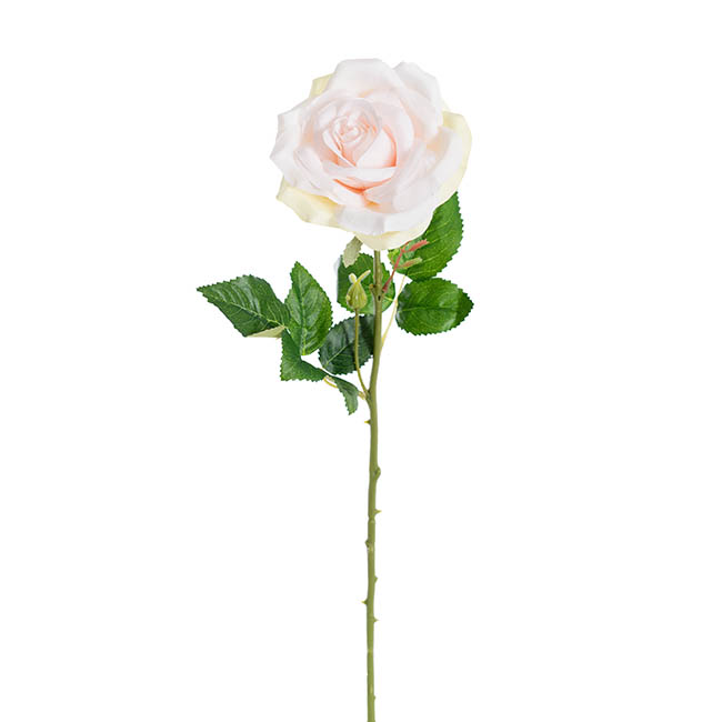 Blooming Garden Rose Stem Pale Pink (13cmDx64cmH)