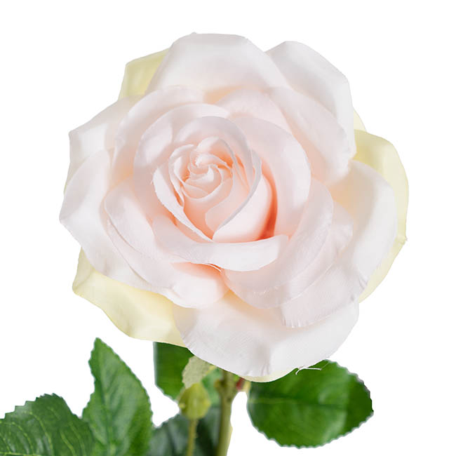 Blooming Garden Rose Stem Pale Pink (13cmDx64cmH)
