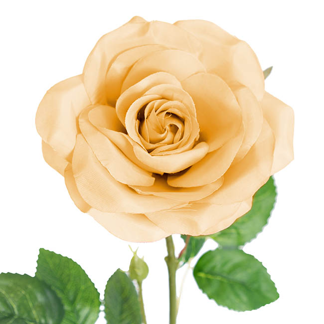 Blooming Garden Rose Stem Nude (13cmDx64cmH)