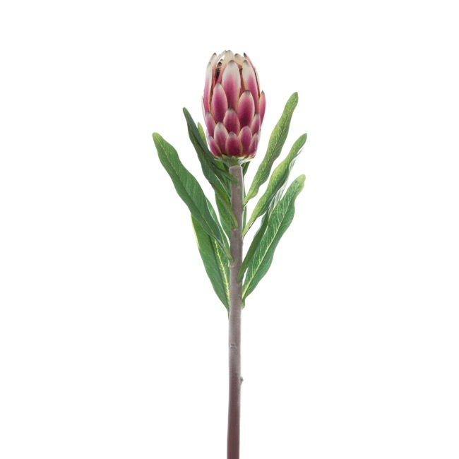 Native Protea Longifolia Dark Pink (76cmH)