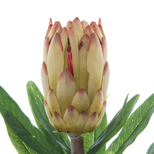 Native Protea Longifolia Green (76cmH)