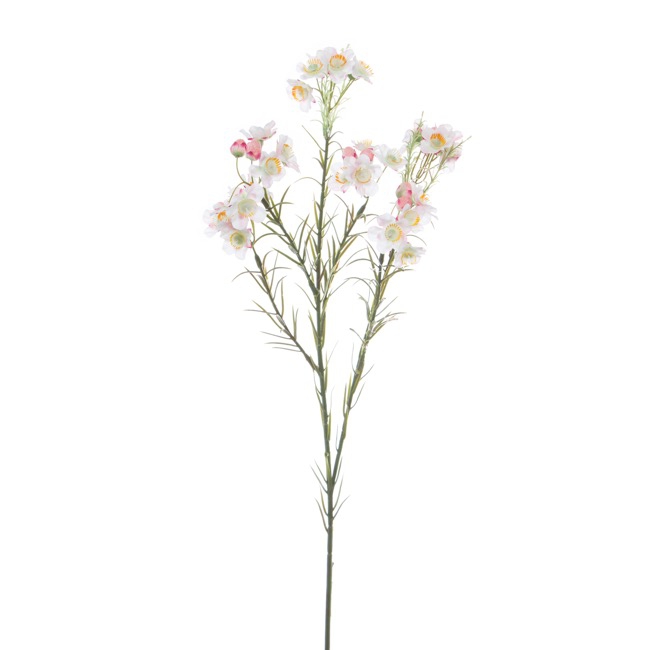 Australian Native Geraldton Wax Flower White (67cmH)