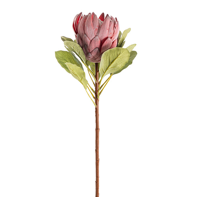 Native King Protea Pink (73cmH)