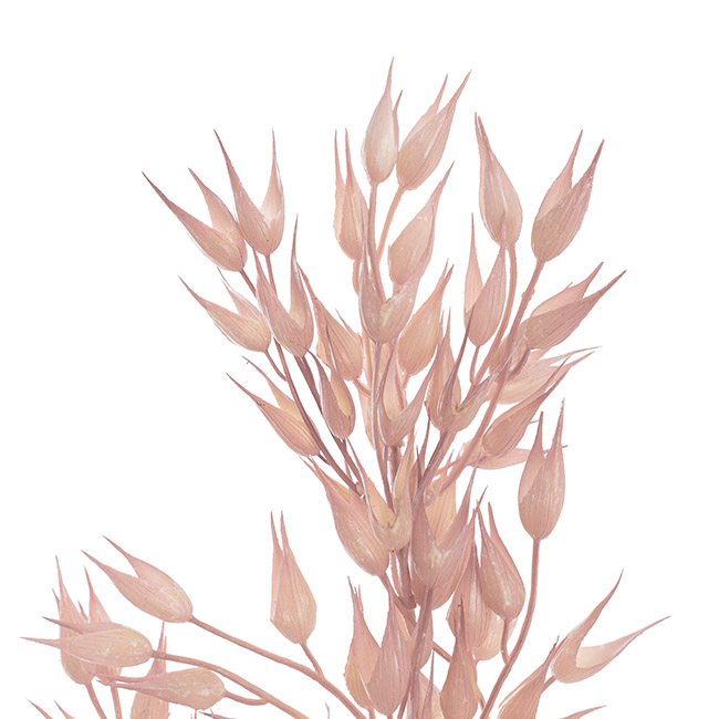 Coix Seed Grass Spray Soft Pink (65cmH)