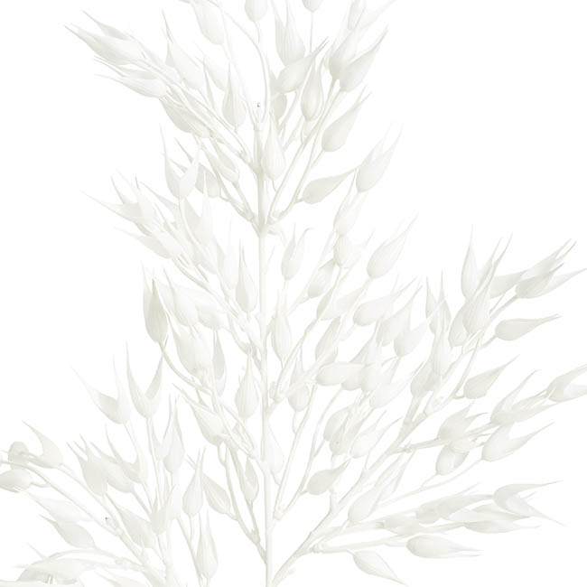 Coix Seed Grass Spray White (65cmH)